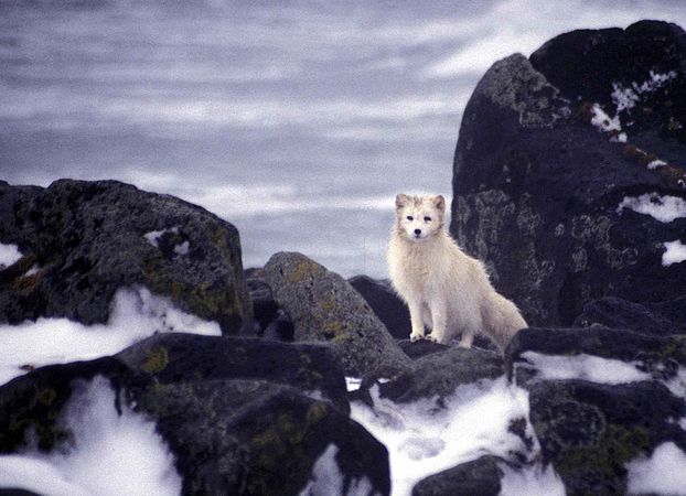 arctic fox