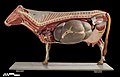 Bovine anatomic model, Museum of Veterinary Anatomy (GLAM)