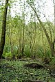 Moerasbos in de vallei van de Laambeek