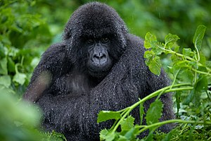 Im Regen hockender Berggorilla im Vulkan-Nationalpark