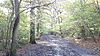 Path in Oxleas Wood