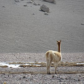 Guanaco au Nevado de Tres Cruces, 2019