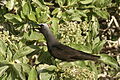 Image 40Black noddy calling at colony (from Funafuti Conservation Area)