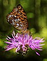 Argynnis adippe (Bosrandparel- moervlinder)