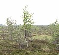 Betula pubes (de: Moorbirken) Seeltersk: Riesenboom, riesene Boom