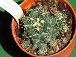 Coryphantha pycnacantha