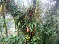 Epiphytes on a tree