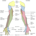 Diagramma della distribuzione segmentale dei nervi cutanei dell'estremità superiore destra.