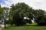 Platanengruppe (Platanus acerifolia)