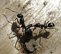 Formica fusca (attacked by Lasius niger)