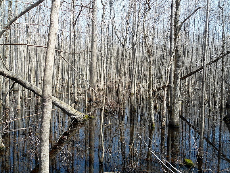 File:Louisiana Purchase State Park 005.jpg