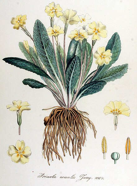 File:Primula acaulis — Flora Batava — Volume v14.jpg