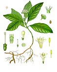 Psychotria ipecacuanha — Ипекакуана