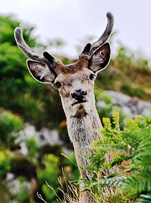 Red Deer Lochinver.jpg