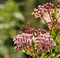 Skipper feeding