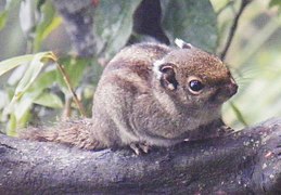 Tamiops maritimus Sanqingshan (cropped).jpg