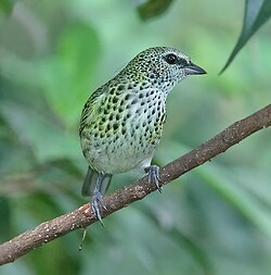 Fläcktangara (T. punctata)