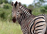 zebra