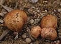 Rhizopogon roseolus (Rhizopogonaceae)