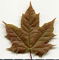 * Nomination Acer platanoides. Leaf adaxial side. --Knopik-som 01:33, 8 July 2021 (UTC) * Promotion  Support Good quality -- Johann Jaritz 02:53, 8 July 2021 (UTC)