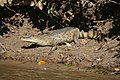 Kaimani mweupe Caiman crocodilus llanos