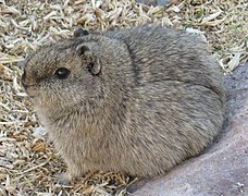 Cavia tschudii 104314763 (cropped).jpg