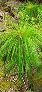 Elymus fibrosus iNaturalist.jpg