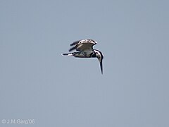 Pied Kingfisher I -Bhopal IMG 0833.jpg