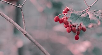 Rose Hips in Two-Strip Technicolor.jpg