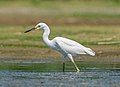 Image 109Snowy egret in Jamaica Bay Wildlife Refuge