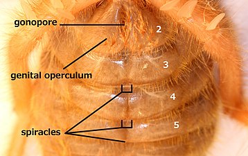 ヒヨケムシ科の1種の後体第2-5節（見かけ上の第1-4節）腹面