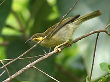 Wattled Honeyeater (Foulehaio carunculata).jpg