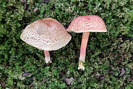 Parvixerocomus aokii