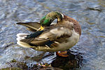 Seite 24: File:Mallard04s1500.jpg Autor: User:663highland Lizenz: GNU 1.2+, CC BY-SA 3.0, CC BY-SA 2.5