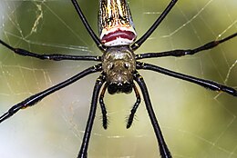 A Nephila pilipes nősténye