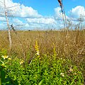 Praire in Big Cypress N. P.