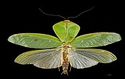 Leaf mimicry: Choeradodis has leaf-like forewings and a widened green thorax.