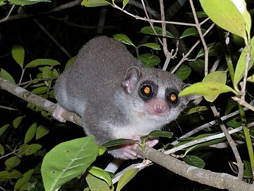 Fat-tailed dwarf lemur at Kirindy