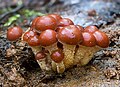 Champignons cespiteux (Hypholoma sp.)