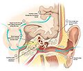 Alternative with some physiology