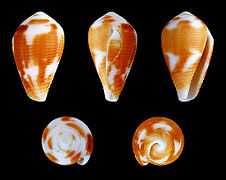 Conus catus