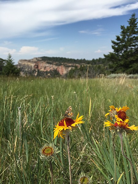 File:PollinatorLittleMountainCodyFO Nancy Patterson (31552709311).jpg