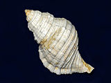 Fossil shell of Monoplex parthenopeus from Pliocene of Italy