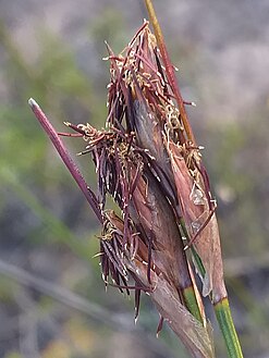 Flowering heads