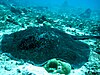 Blotched fantail ray (Taeniura meyeni) in the Seychelles