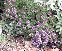 Thymus camphoratus