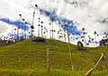 Hill with Wax Palms