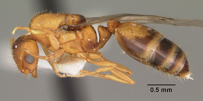 File:Monomorium pharaonis casent0104094 profile 1.jpg