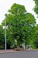 Sommerlinde in der Bahnhofstraße in Buchholz, Ansicht aus Südsüdwestaus