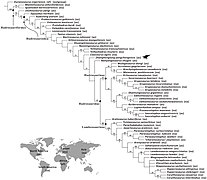 A-New-Basal-Hadrosauroid-Dinosaur-(Dinosauria-Ornithopoda)-with-Transitional-Features-from-the-Late-pone.0098821.g014.jpg